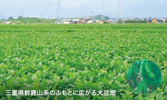 三重県鈴鹿山系のふもとに広がる大豆畑
